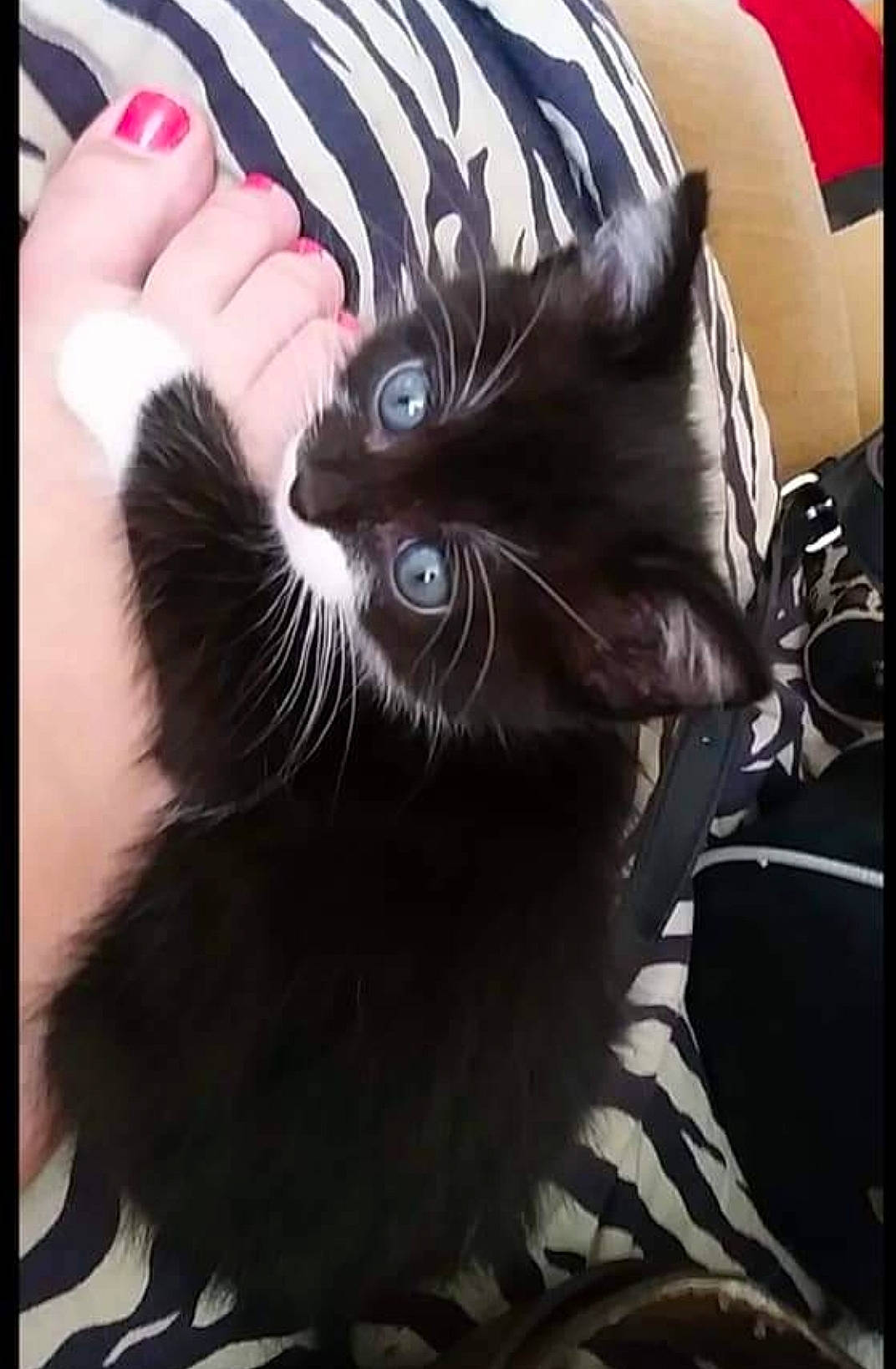 Chouquette participe au concours pour gagner de l'argent avec cette photo : black_cat, carnivore, cat, claw, comfort, domestic_short_haired_cat, ear, felidae, foot, fur, gesture, nail, paw, small_to_medium_sized_cats, snout, tail, thumb, whiskers