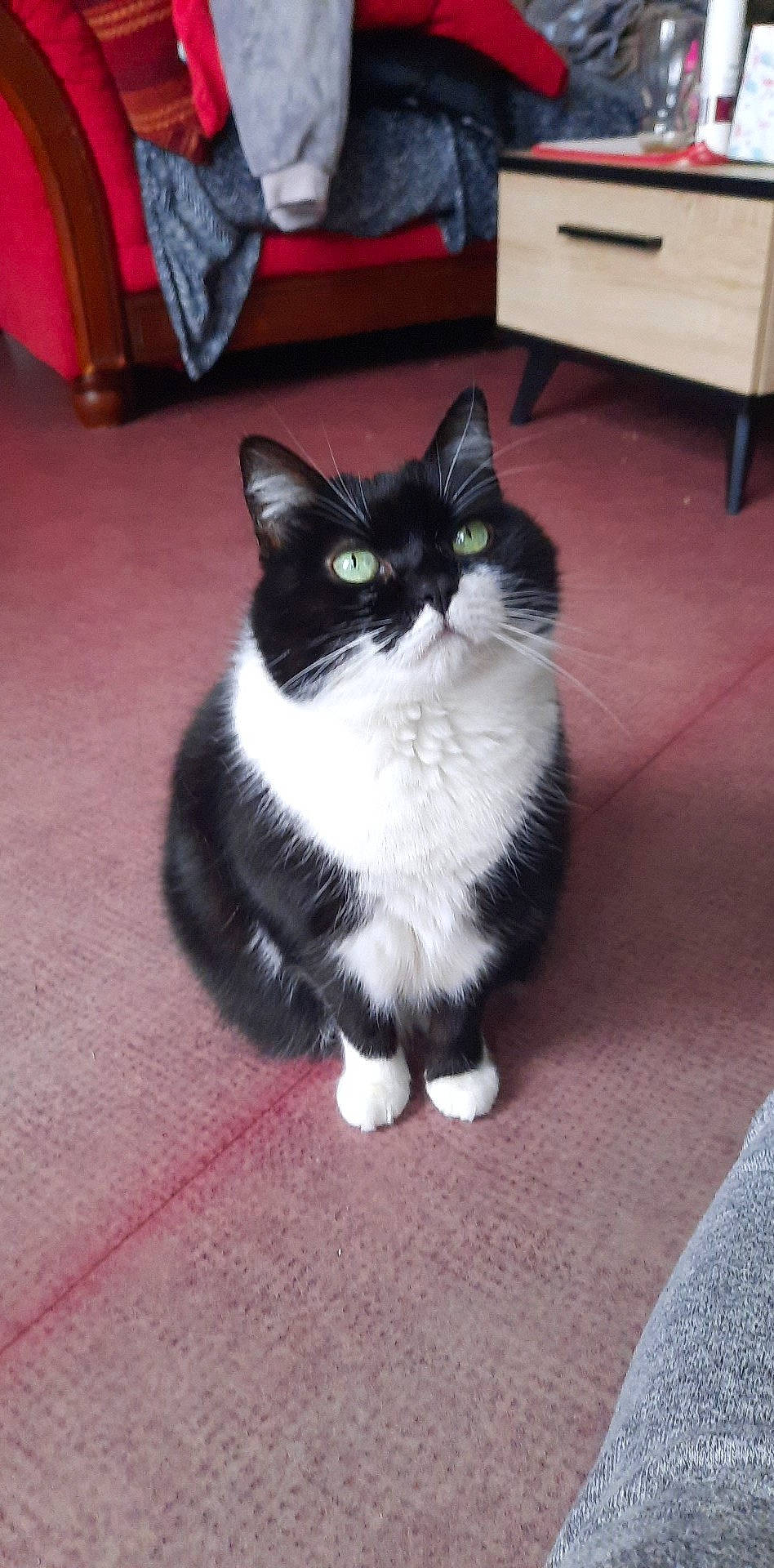 Chouquette participe au concours pour gagner de l'argent avec cette photo : box, carnivore, cat, chest_of_drawers, domestic_short_haired_cat, drawer, felidae, floor, flooring, foot, fur, hardwood, human_leg, paw, road_surface, small_to_medium_sized_cats, snout, tail, whiskers, wood