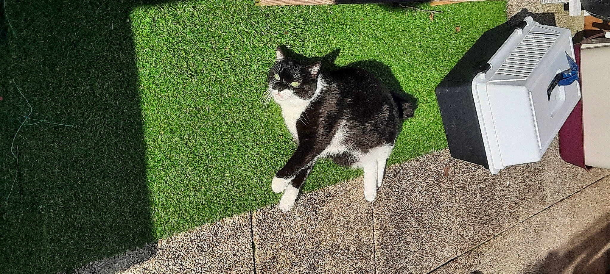 Chouquette participe au concours pour gagner de l'argent avec cette photo : carnivore, cat, dog_breed, domestic_short_haired_cat, felidae, flooring, fur, grass, groundcover, lawn, plant, road_surface, shadow, small_to_medium_sized_cats, soil, sporting_group, tail, tire, whiskers, yard