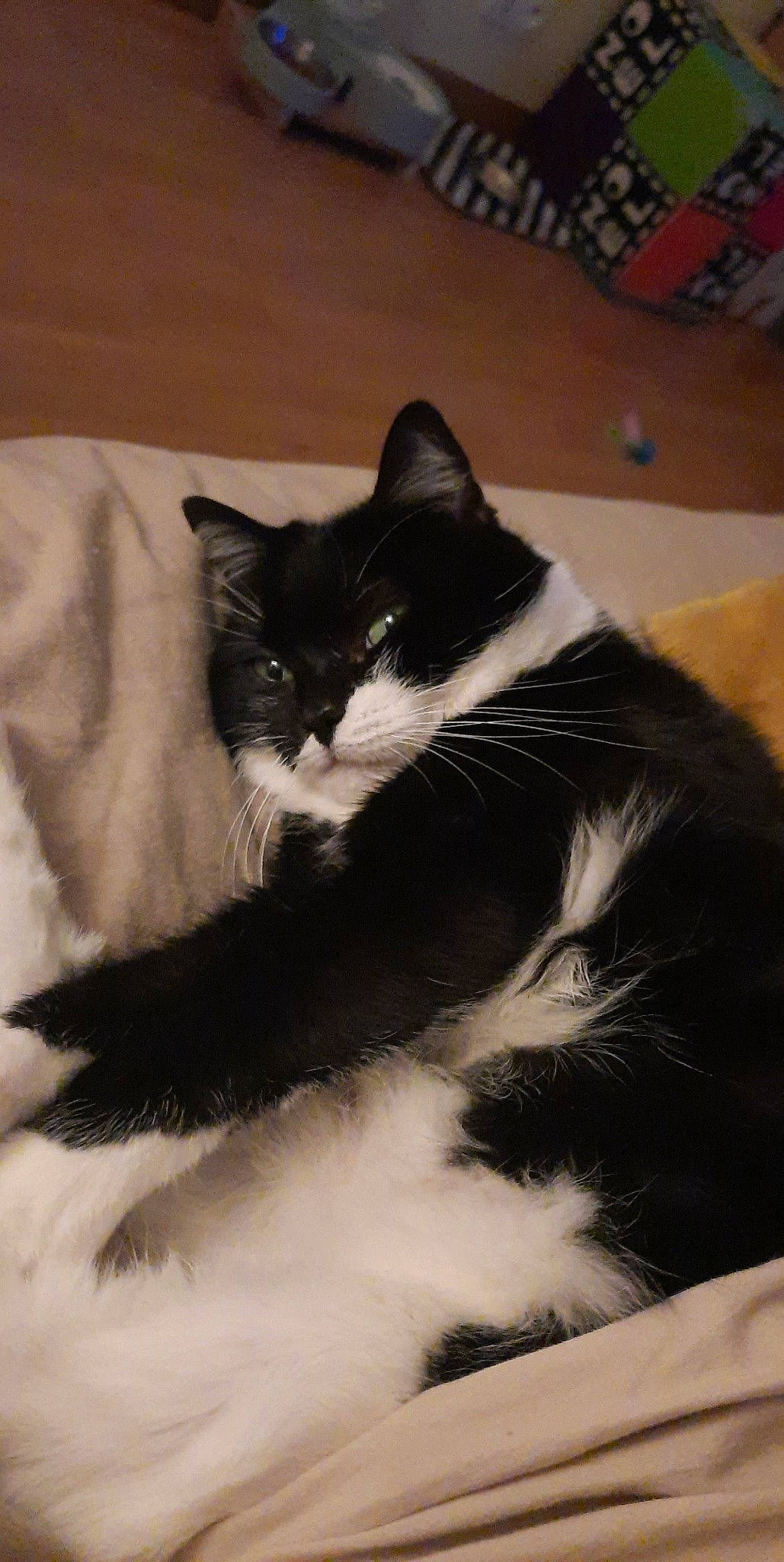 Chouquette a rejoint le concours — aidez-le/la à gagner de superbes lots ! black_cat, carnivore, cat, claw, cloud, comfort, domestic_short_haired_cat, felidae, flooring, fur, hardwood, monochrome_photography, paw, sitting, small_to_medium_sized_cats, snout, tail, whiskers, wood