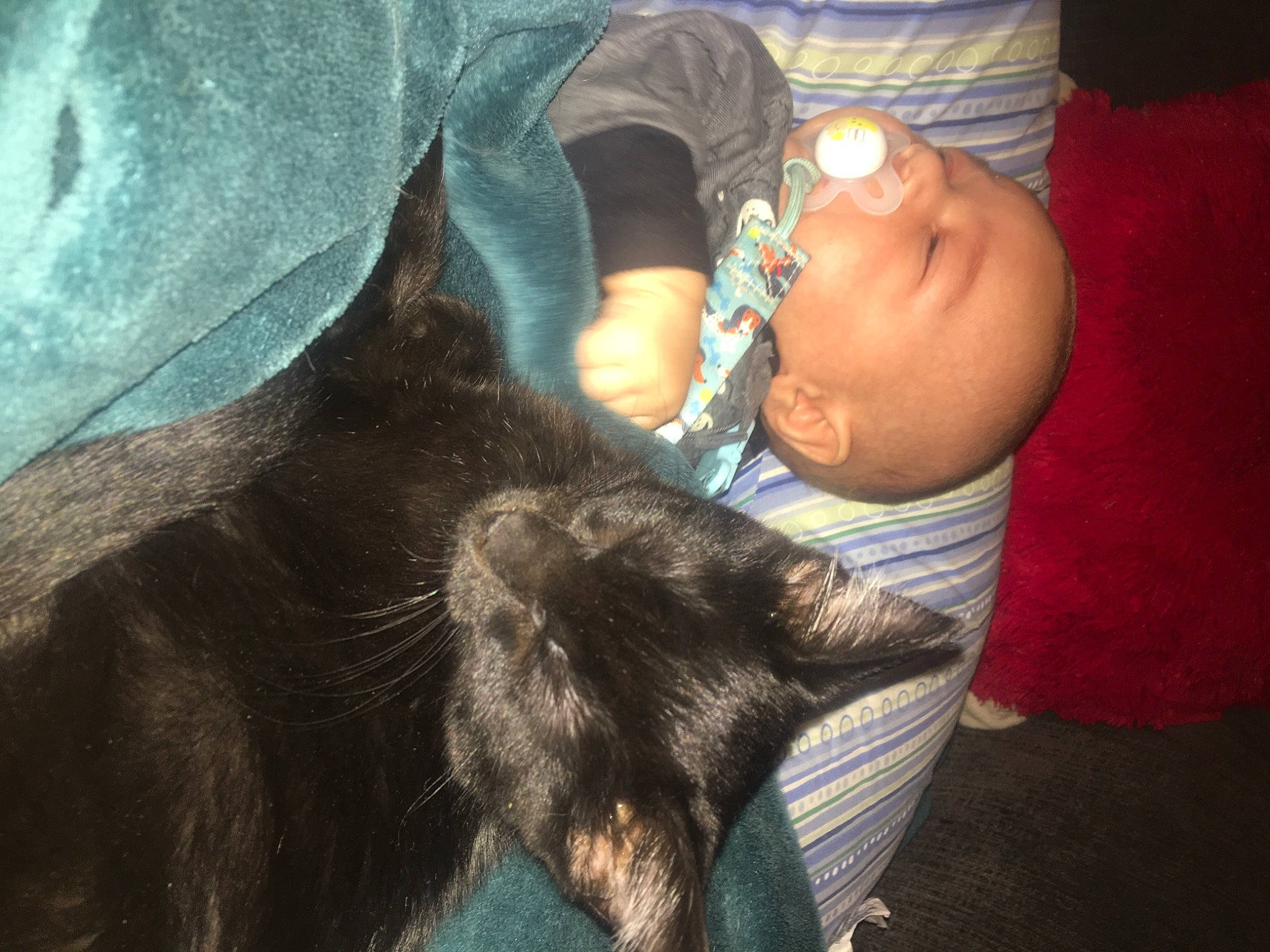 Castiel is registered to the contest to win money with this photo: black_cat, carnivore, cat, ear, felidae, nap, person, small_to_medium_sized_cats, whiskers