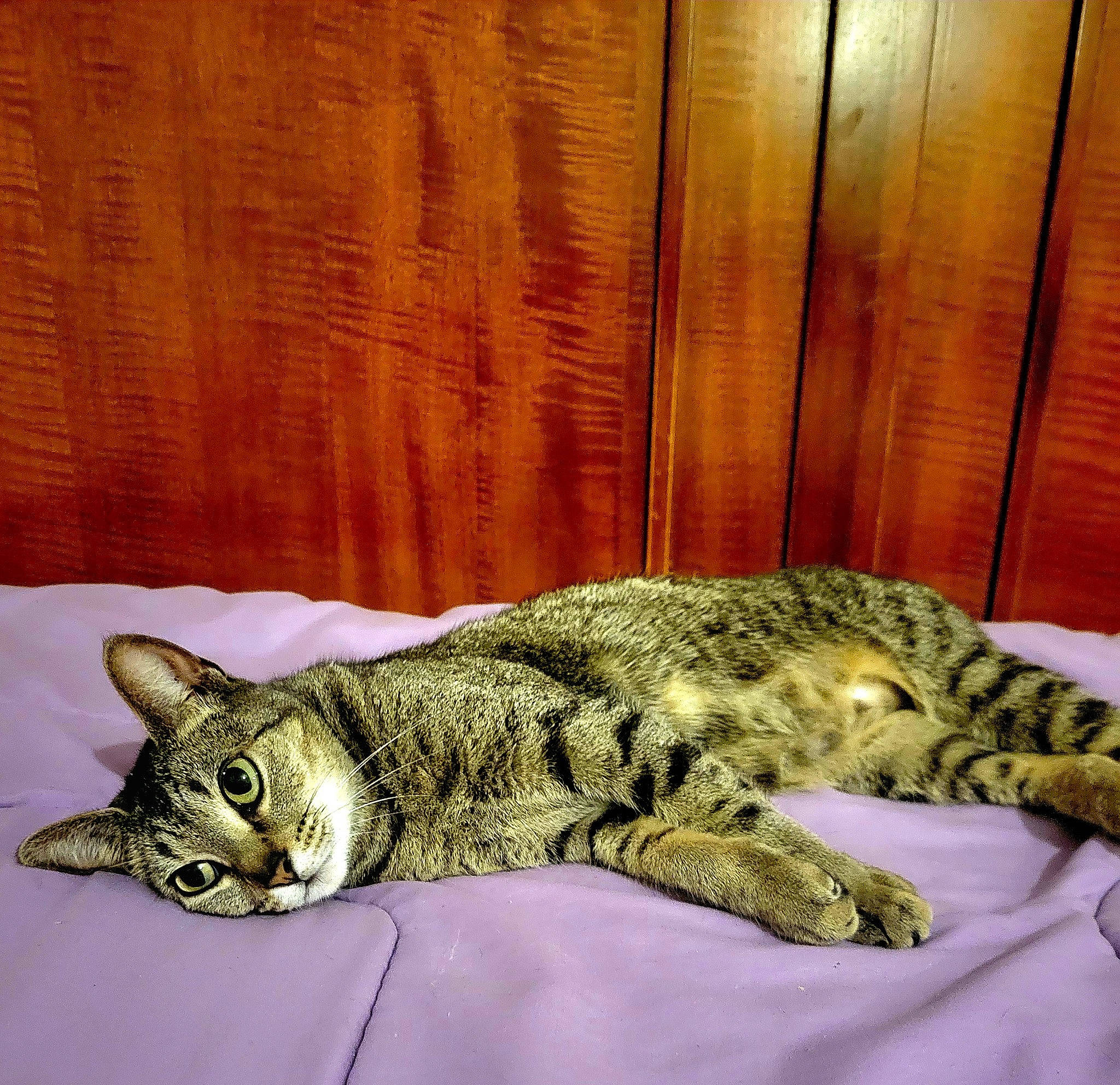 Smokey is registered to the contest to win money with this photo: carnivore, cat, claw, comfort, domestic_short_haired_cat, felidae, fur, hardwood, mammal, nap, paw, rectangle, sleep, small_to_medium_sized_cats, snout, tail, terrestrial_animal, whiskers, wildlife, wood