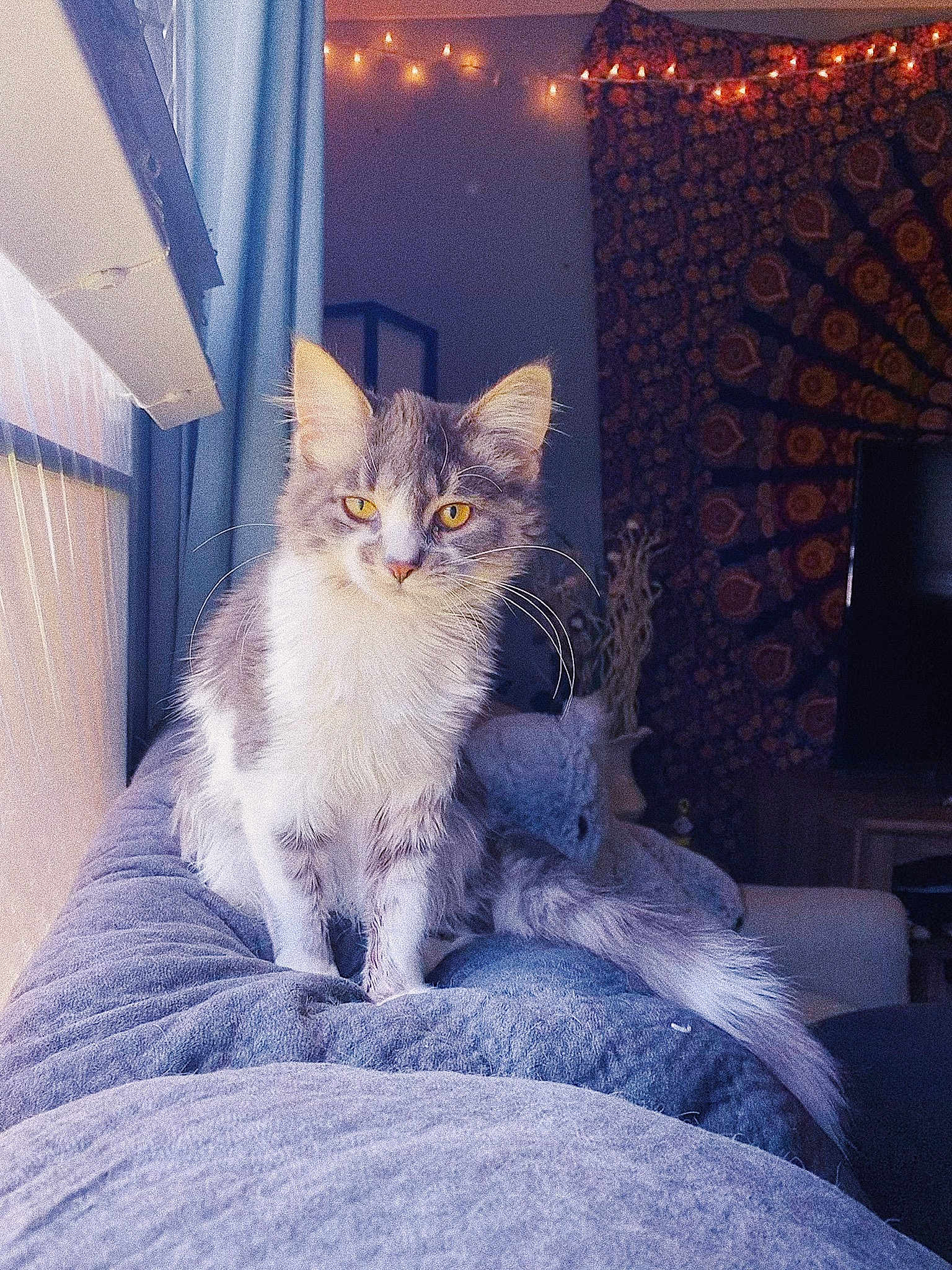 Lilah