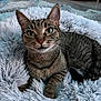 Kushy is registered to the contest to win money with this photo: cat, tabby, pet, animal, feline, fluffy_blanket, indoor, cute, relaxed, whiskers, ears, green_eyes, fur, paw, lying_down, cozy, home, curious, portrait, closeup