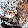 Kushy is registered to the contest to win money with this photo: cat, tabby, sleeping, relaxed, cozy, knit_blanket, indoor, pet, fur, whiskers, paws, cute, animal, resting, soft_texture, closeup, mammal, feline, comfort, peaceful