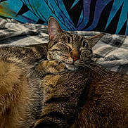 Kushy is registered to the contest to win money with this photo: cat, tabby_cat, sleeping, cozy, fur, pet, animal, close_up, indoor, blanket, resting, cute, whiskers, ears, muzzle, feline, soft, comfort, relaxation, domestic_animal