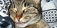 Kushy joined the competition — help win amazing prizes! cat, tabby, sleeping, tongue_out, close_up, fur, whiskers, ear, nose, blanket, patterned_blanket, cozy, resting, indoor, pet, animal, cute, relaxed, feline, soft