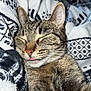 cat, tabby, sleeping, tongue_out, close_up, fur, whiskers, ear, nose, blanket, patterned_blanket, cozy, resting, indoor, pet, animal, cute, relaxed, feline, soft