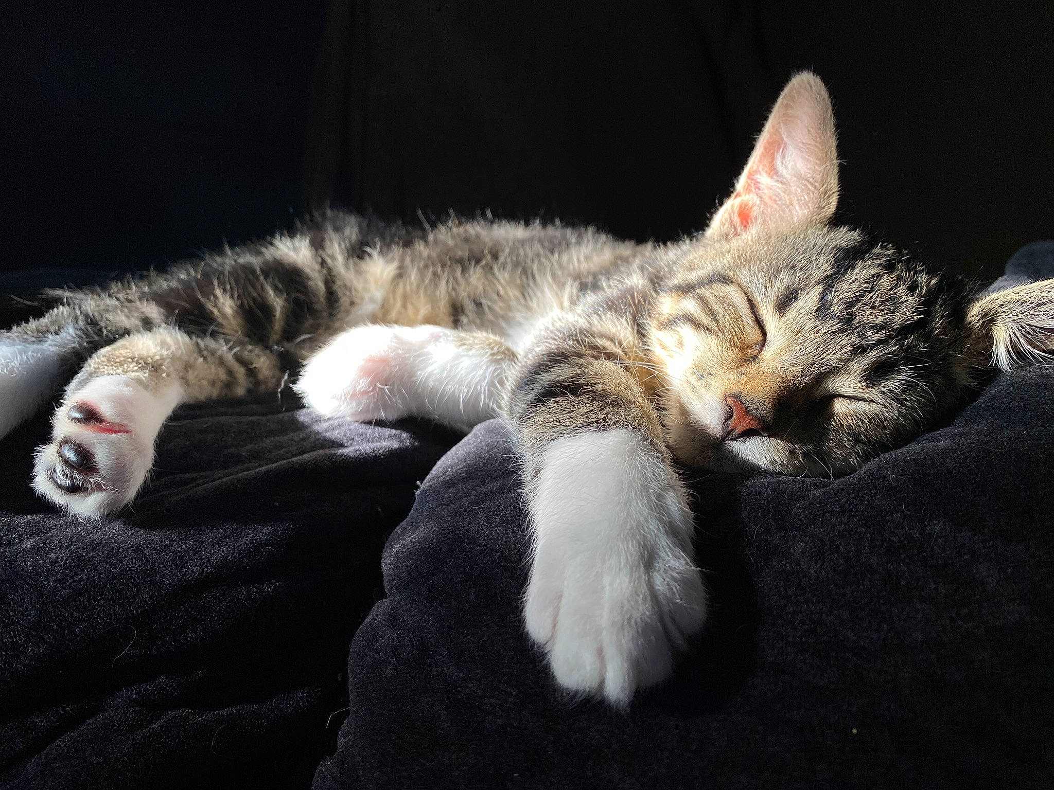 Zazu is registered to the contest to win money with this photo: american_shorthair, american_wirehair, asian, carnivore, cat, domestic_short_haired_cat, dragon_li, egyptian_mau, european_shorthair, eye, felidae, fur, kitten, mammal, nap, paw, small_to_medium_sized_cats, snout, tabby_cat, whiskers