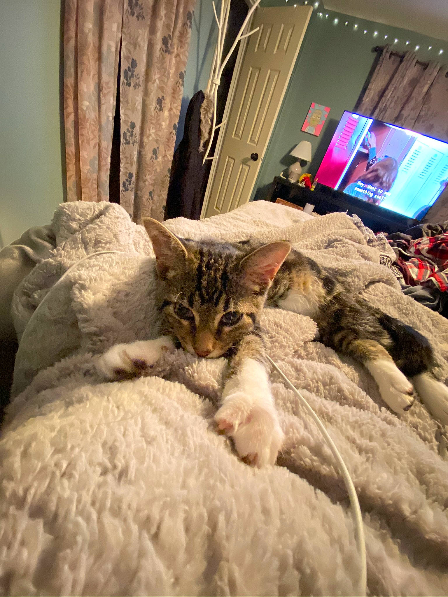 Zazu is registered to the contest to win money with this photo: bed, bed_sheet, bedding, bedroom, carnivore, cat, comfort, european_shorthair, felidae, fur, furniture, kitten, linens, nap, pillow, room, small_to_medium_sized_cats, tabby_cat, textile, whiskers