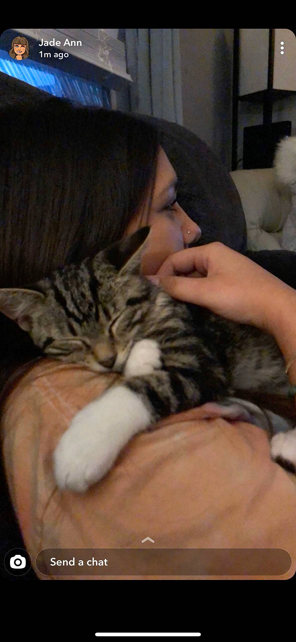 Zazu joined the competition — help win amazing prizes! american_shorthair, asian, carnivore, cat, domestic_short_haired_cat, dragon_li, ear, european_shorthair, felidae, fur, hug, kitten, mammal, mouth, nap, nose, sleep, small_to_medium_sized_cats, tabby_cat, whiskers