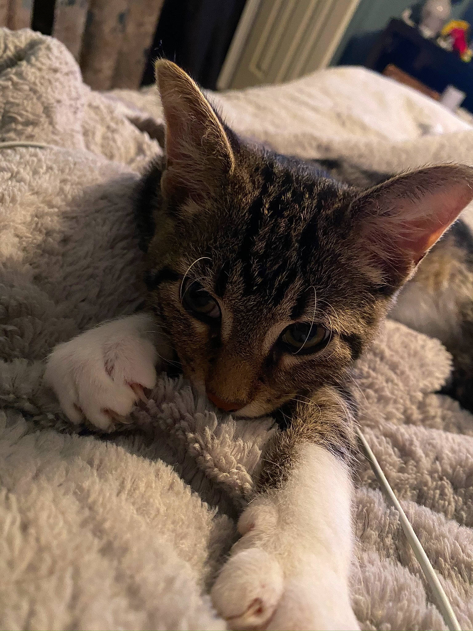 Zazu is registered to the contest to win money with this photo: asian, carnivore, cat, devon_rex, domestic_short_haired_cat, dragon_li, ear, european_shorthair, eye, felidae, fur, german_rex, kitten, mammal, nap, skin, small_to_medium_sized_cats, snout, tabby_cat, whiskers