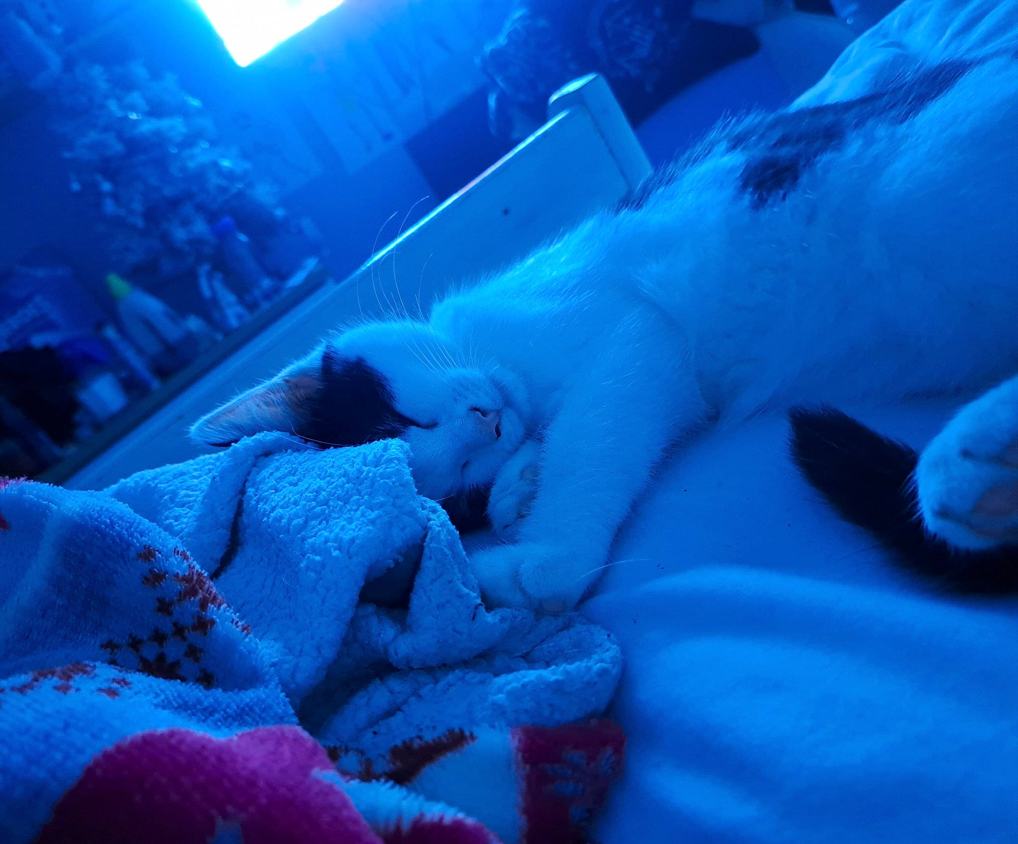 Truffle joined the competition — help win amazing prizes! blue, cloud, comfort, darkness, electric_blue, event, freezing, fur, leisure, linens, magenta, purple, room, sky, winter