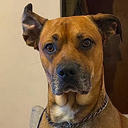 Patch a rejoint le concours — aidez-le/la à gagner de superbes lots ! dog, brown_dog, chain_collar, indoor, pet, canine, portrait, close_up, animal, ears, face, fur, looking, alert, seated, house, furniture, domestic_animal, companion, mammal