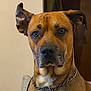 dog, brown_dog, chain_collar, indoor, pet, canine, portrait, close_up, animal, ears, face, fur, looking, alert, seated, house, furniture, domestic_animal, companion, mammal