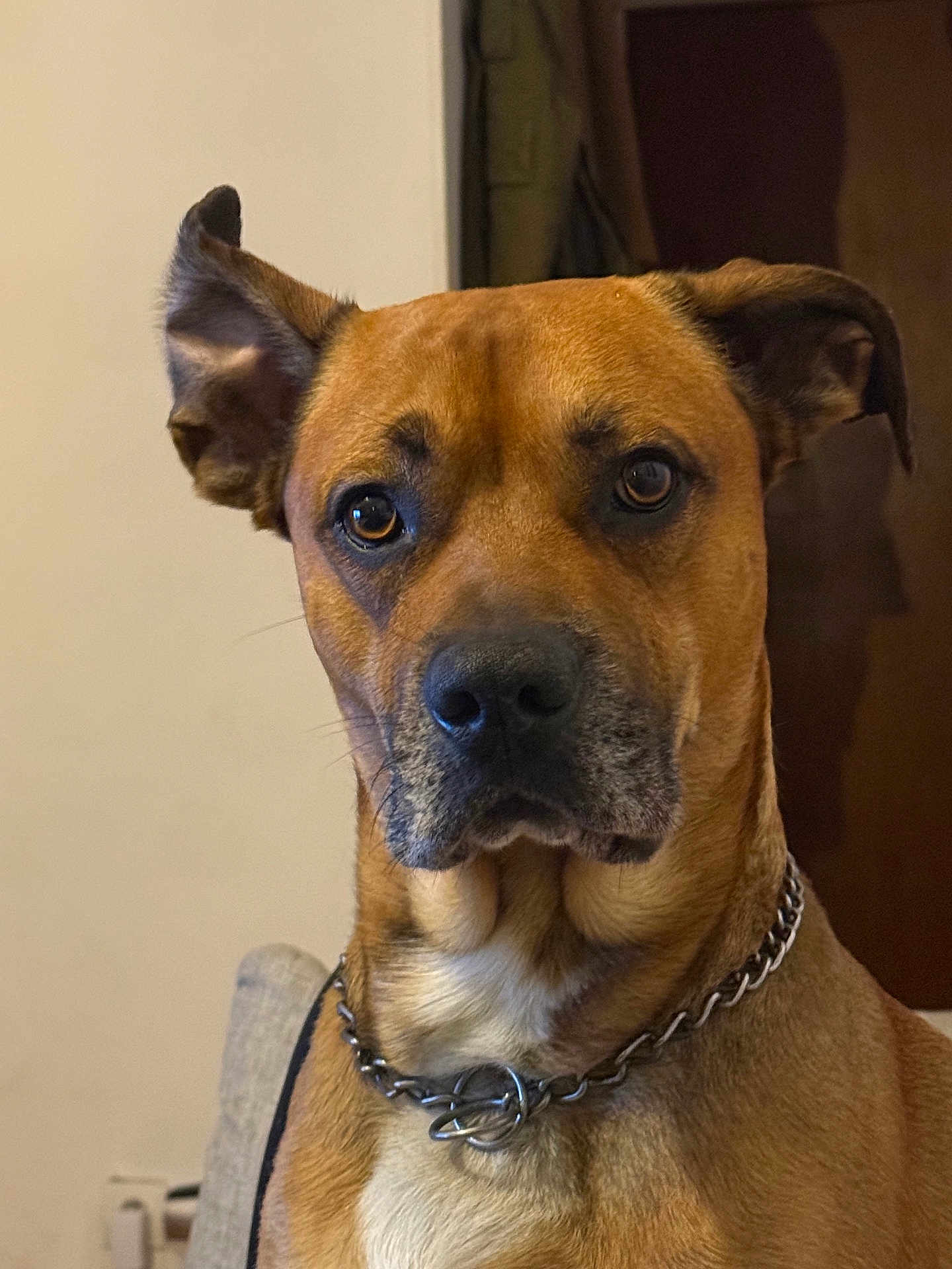 Patch a rejoint le concours — aidez-le/la à gagner de superbes lots ! dog, brown_dog, chain_collar, indoor, pet, canine, portrait, close_up, animal, ears, face, fur, looking, alert, seated, house, furniture, domestic_animal, companion, mammal