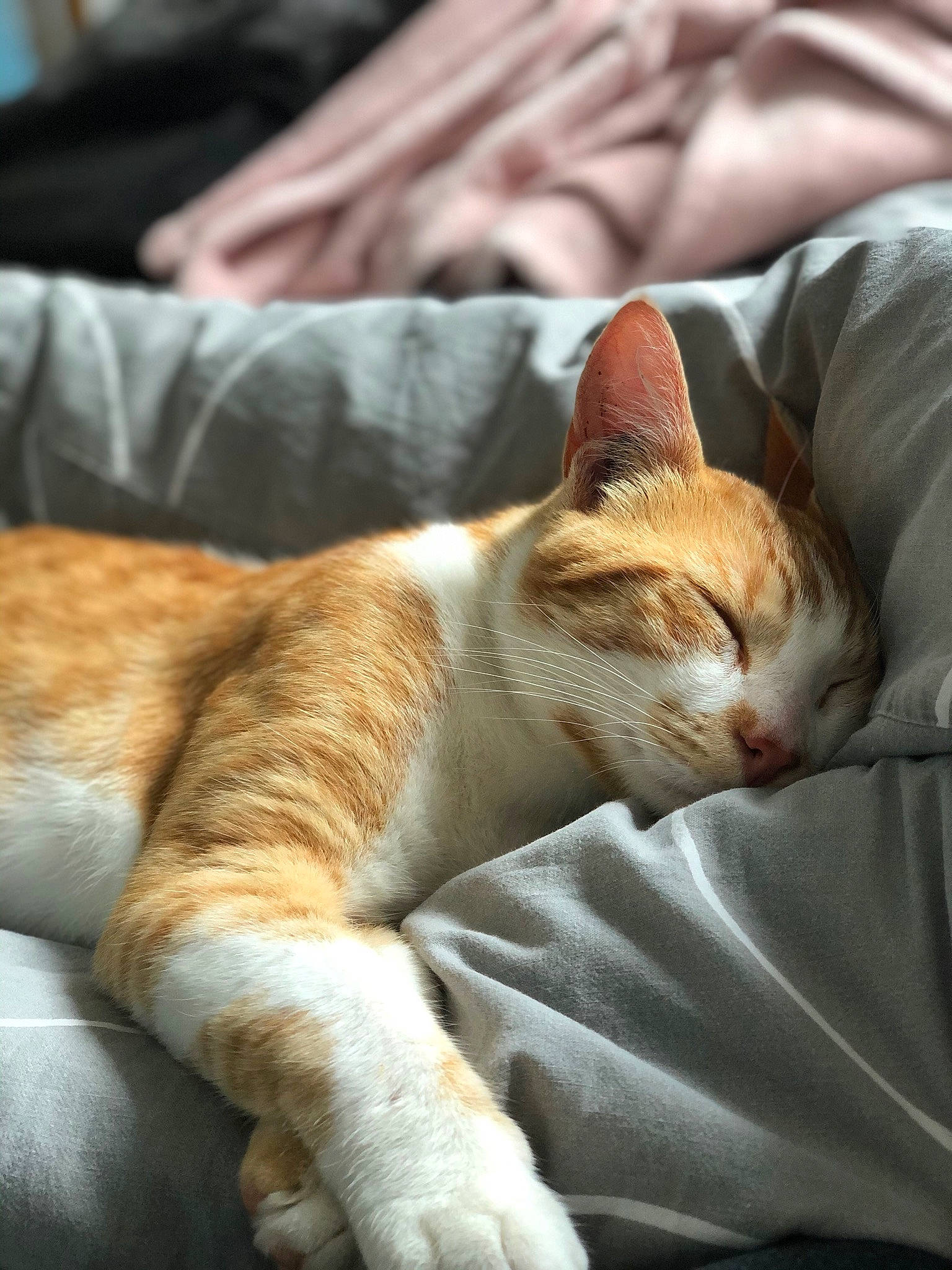 Saucisse a rejoint le concours — aidez-le/la à gagner de superbes lots ! brown, carnivore, cat, close_up, comfort, domestic_short_haired_cat, fawn, felidae, fur, grass, human_leg, leg, linens, nap, small_to_medium_sized_cats, snout, tail, whiskers, window, wood