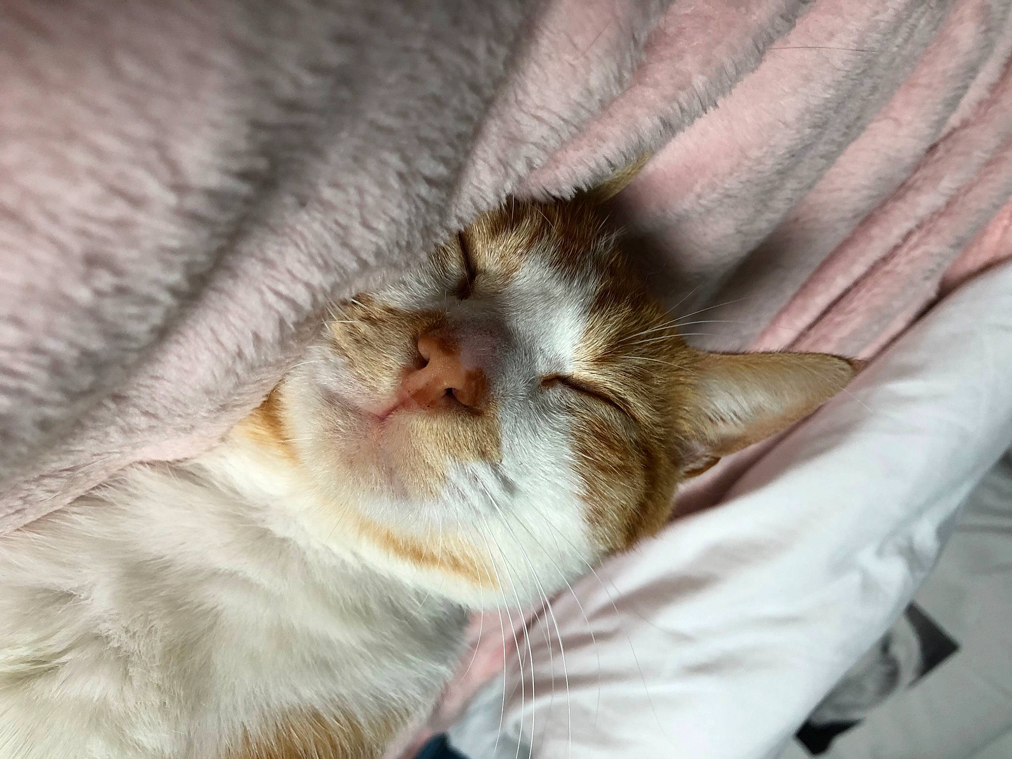 Saucisse participe au concours pour gagner de l'argent avec cette photo : carnivore, cat, claw, comfort, domestic_short_haired_cat, fawn, felidae, foot, fur, human_leg, linens, nap, paw, small_to_medium_sized_cats, tail, terrestrial_animal, whiskers, wildlife, window, wood