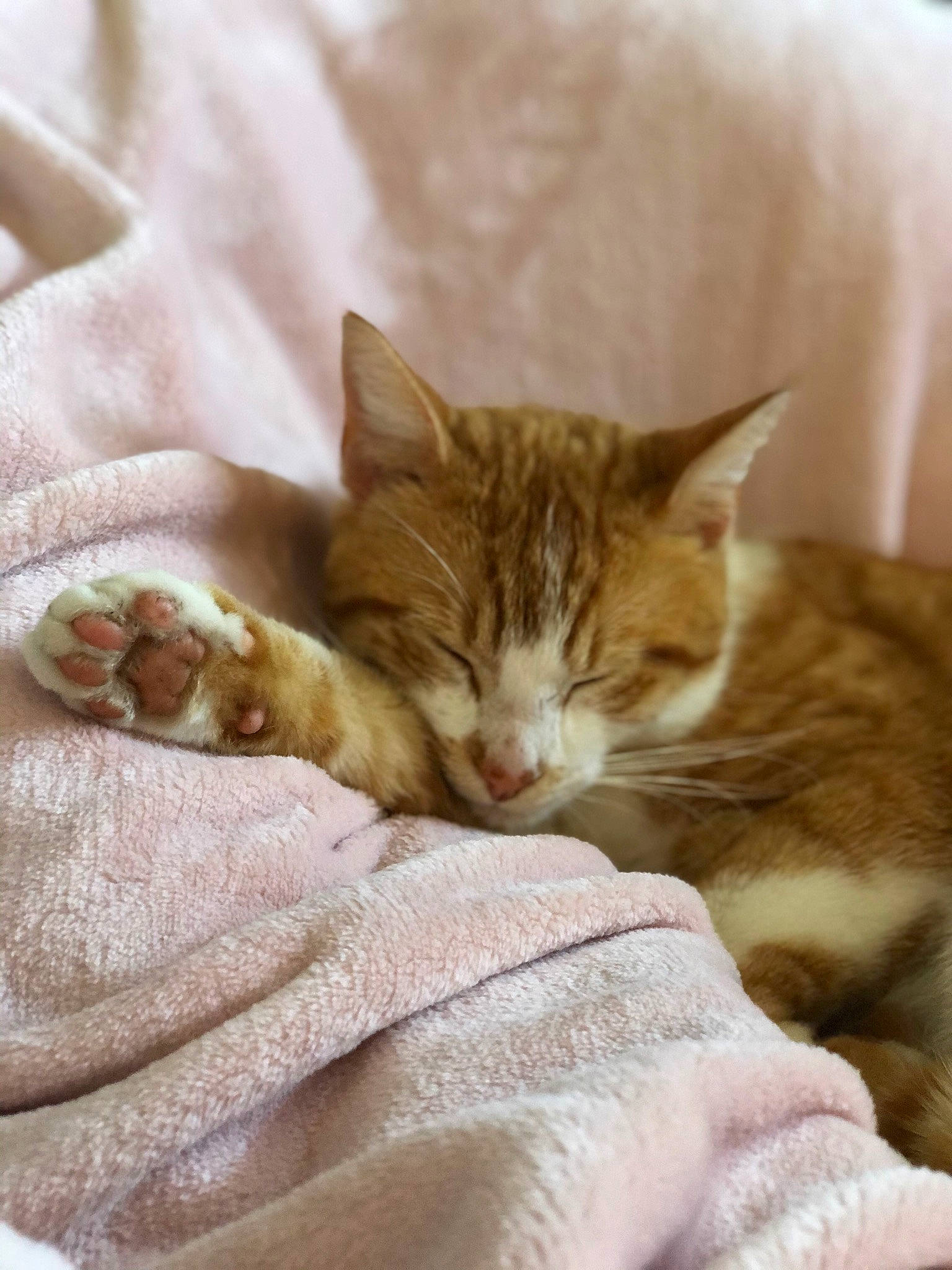 Saucisse a rejoint le concours — aidez-le/la à gagner de superbes lots ! bed, bedding, carnivore, cat, claw, comfort, domestic_short_haired_cat, fawn, felidae, fur, linens, nap, paw, sitting, sleep, small_to_medium_sized_cats, snout, tail, textile, whiskers