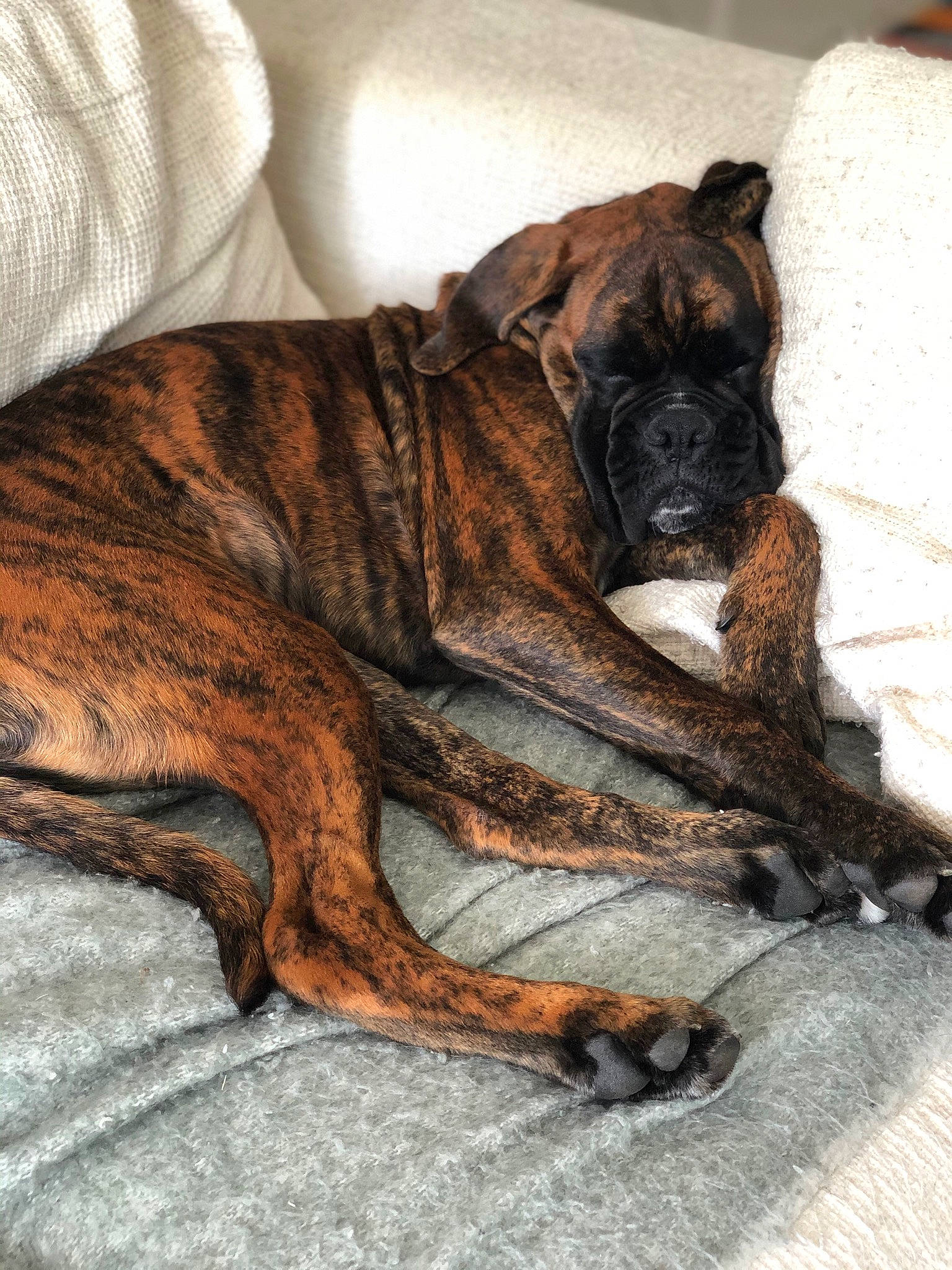 Roger participe au concours pour gagner de l'argent avec cette photo : ancient_dog_breeds, boxer, canidae, carnivore, comfort, companion_dog, dog, dog_breed, fawn, guard_dog, liver, non_sporting_group, snout, sporting_group, tail, terrestrial_animal, whiskers, working_animal, working_dog, wrinkle