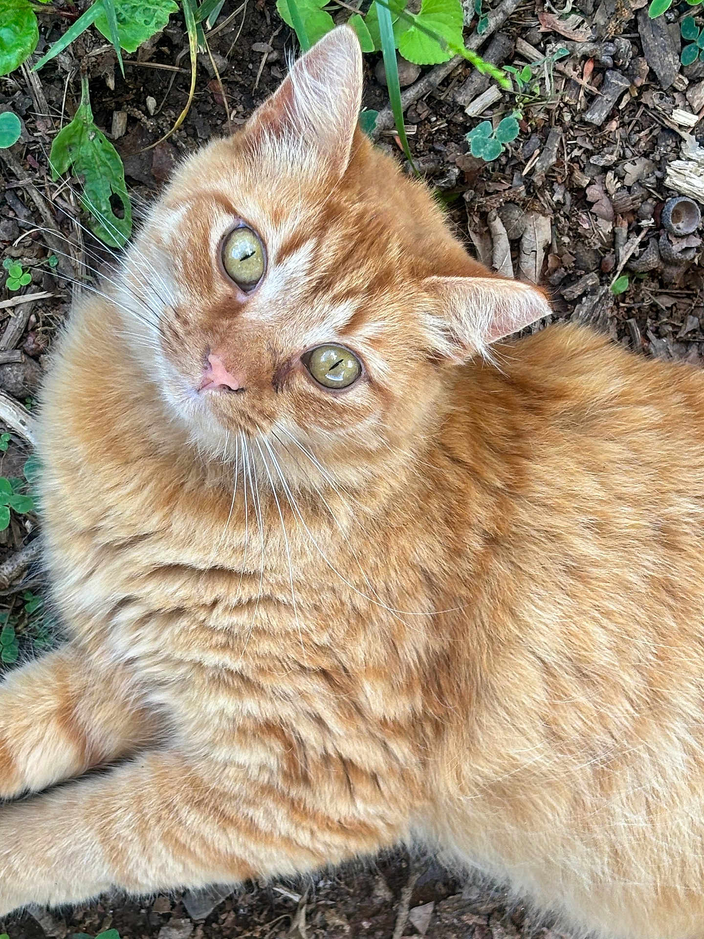 Ginger