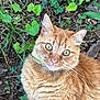 cat, ginger_cat, animal, pet, fur, whiskers, outdoor, greenery, leaves, soil, nature, closeup, curious, relaxed, wildlife, mammal, eyes, ears, portrait, feline