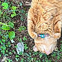 cat, orange_tabby, collar, outdoor, greenery, clover, dirt, relaxed, sleeping, fur, whiskers, pet, nature, animal, cute, paws, resting, close_up, summer, peaceful