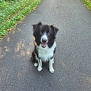 Adret a rejoint le concours — aidez-le/la à gagner de superbes lots ! animal, black_and_white, canine, dog, ears, eyes, fur, greenery, happy, nature, outdoor, path, pavement, pet, sitting, smile, sunlight, tongue, trees, walk
