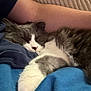 Alma a rejoint le concours — aidez-le/la à gagner de superbes lots ! cat, sleeping, gray, white, fluffy, feline, pet, blanket, blue, arm, human, rest, cozy, indoor, comfort, nap, closeup, fur, relaxation, cuddle