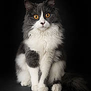 Alma participe au concours pour gagner de l'argent avec cette photo : cat, fluffy, sitting, amber_eyes, portrait, animal, pet, feline, long_hair, white_paws, black_and_white, whiskers, tail, studio, dark_background, curious, alert, indoor, fur, close_up