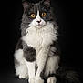 cat, fluffy, sitting, amber_eyes, portrait, animal, pet, feline, long_hair, white_paws, black_and_white, whiskers, tail, studio, dark_background, curious, alert, indoor, fur, close_up