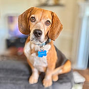 Charlie is registered to the contest to win money with this photo: dog, beagle, pet, indoor, couch, collar, tag, brown, white, ears, fur, animal, sitting, looking, home, living_room, furniture, cute, domestic, canine
