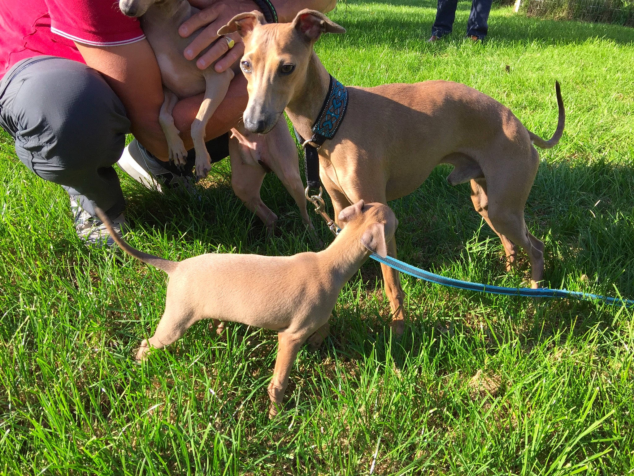 Neo a rejoint le concours — aidez-le/la à gagner de superbes lots ! animal_sports, canidae, carnivore, collar, companion_dog, dog, dog_breed, dog_collar, dog_sports, dog_supply, greyhound, leash, pet_supply, pointing_breed, sighthound, sporting_group, tail, whippet, working_animal, working_dog