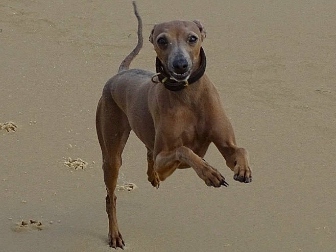 Neo participe au concours pour gagner de l'argent avec cette photo : animal_sports, canidae, carnivore, companion_dog, dog, dog_breed, dog_supply, fawn, greyhound, liver, magyar_agar, rampur_greyhound, sand, sighthound, sloughi, snout, sporting_group, tail, working_animal, working_dog