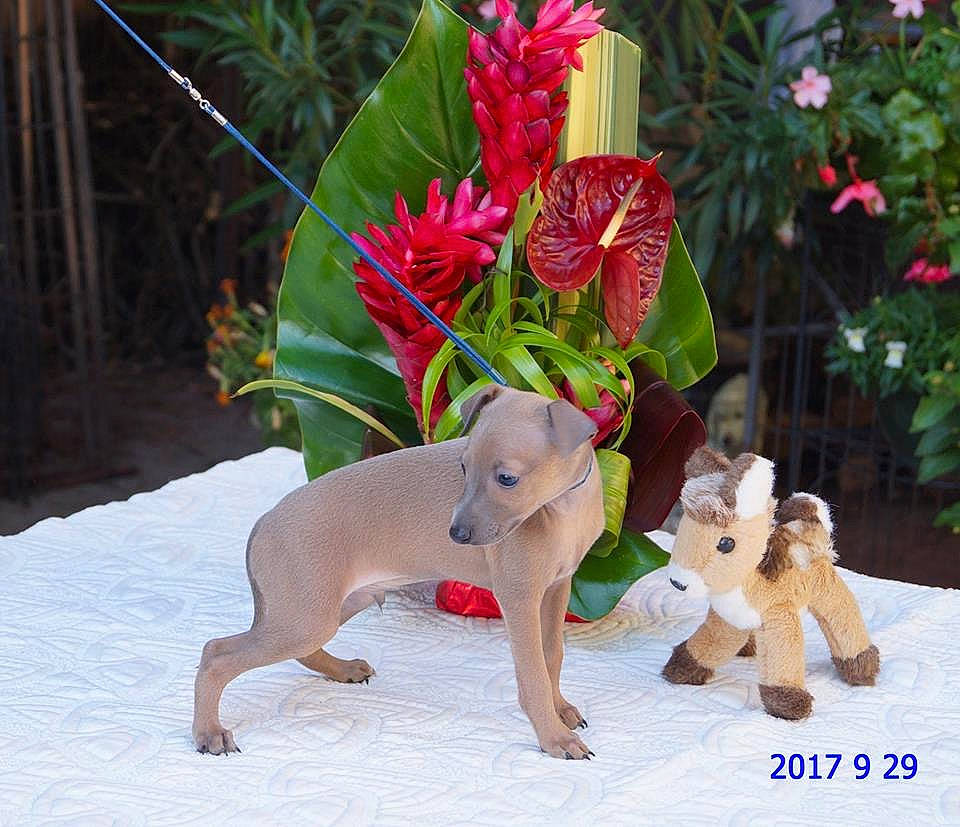 Neo participe au concours pour gagner de l'argent avec cette photo : animal_figure, annual_plant, canidae, carnivore, companion_dog, dog, dog_breed, dog_supply, fawn, liver, organism, paw, pet_supply, puppy, snout, sporting_group, tail, terrestrial_animal, toy, working_animal