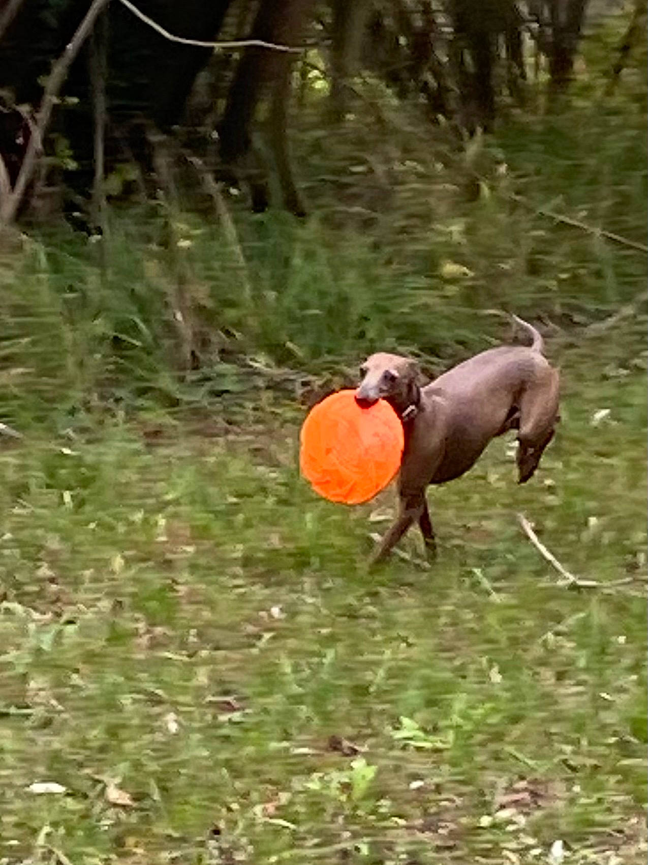 Neo participe au concours pour gagner de l'argent avec cette photo : biome, dog_toy, grazing, liver, meadow, natural_environment, pack_animal, terrestrial_animal, woodland, working_animal