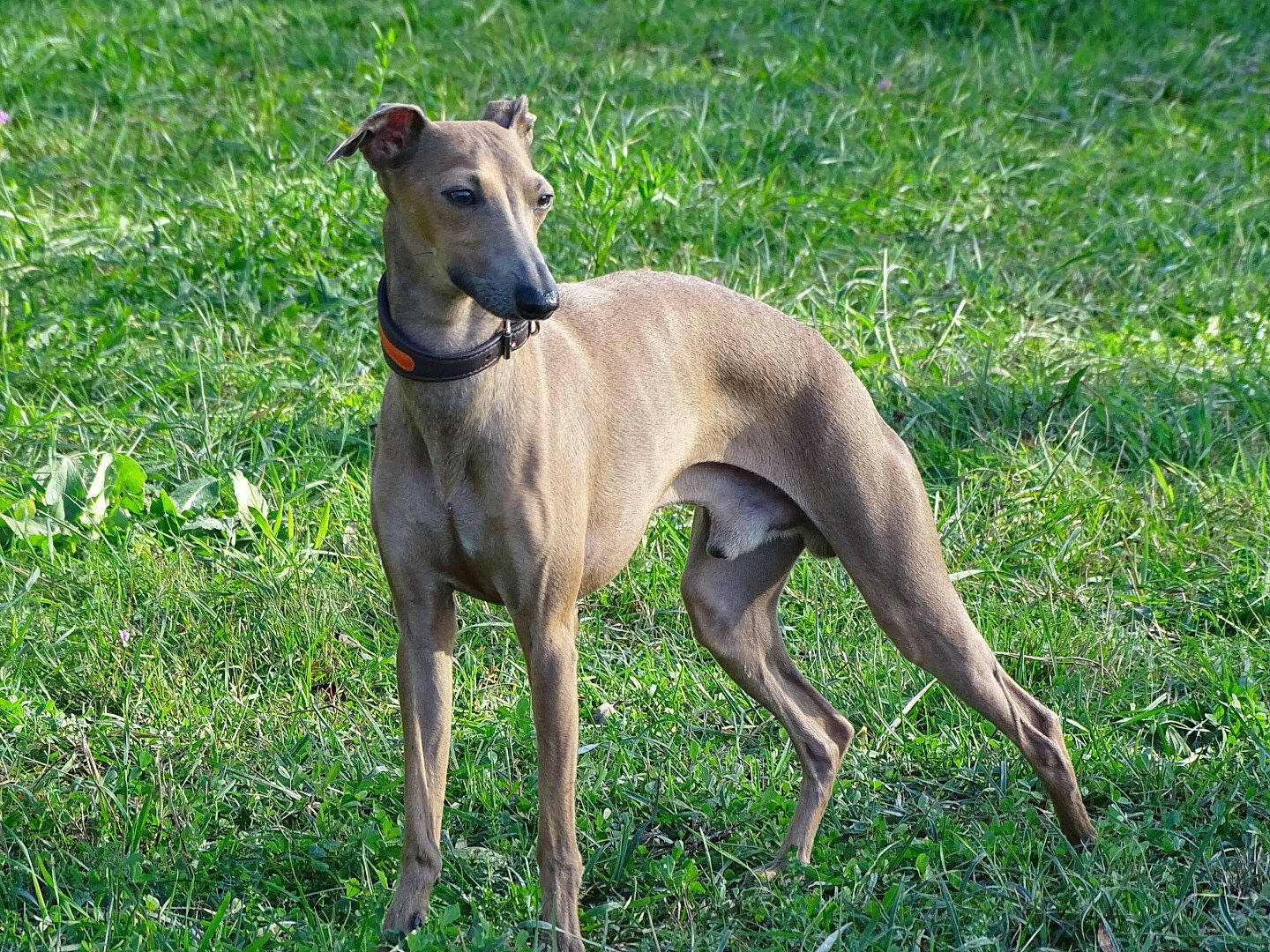 Moustik a rejoint le concours — aidez-le/la à gagner de superbes lots ! canidae, carnivore, companion_dog, dog, dog_breed, fawn, field, grass_family, grassland, greyhound, groundcover, liver, magyar_agar, meadow, prairie, rampur_greyhound, sighthound, snout, sporting_group, whippet