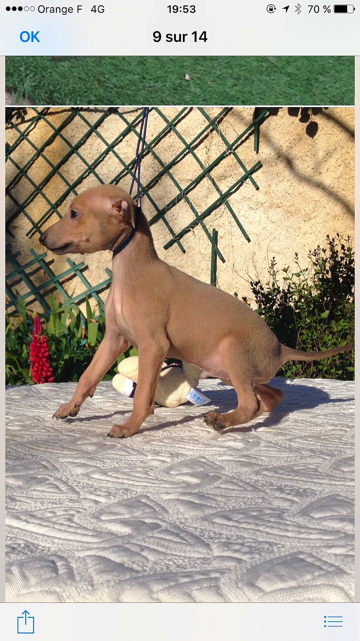 Moustik participe au concours pour gagner de l'argent avec cette photo : canidae, carnivore, companion_dog, dog, dog_breed, dog_supply, fawn, fence, home_fencing, liver, mesh, non_sporting_group, pet_supply, skin, snout, sporting_group, tail, terrestrial_animal, wire_fencing, working_animal