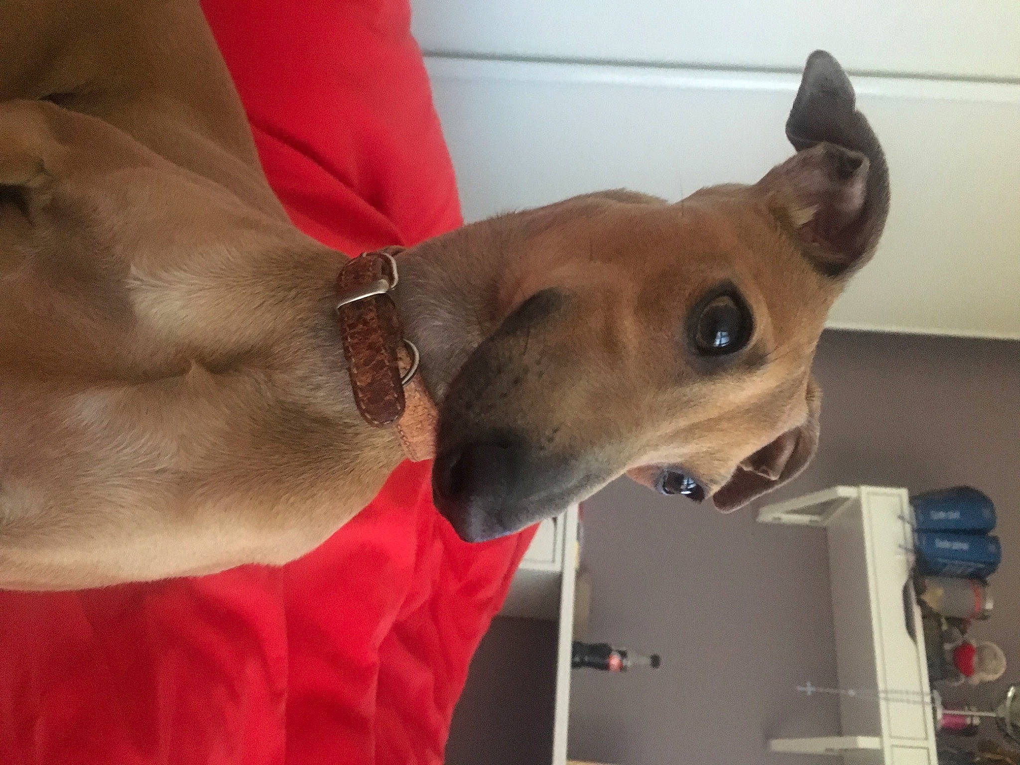 Moustik a rejoint le concours — aidez-le/la à gagner de superbes lots ! canidae, carnivore, collar, comfort, companion_dog, couch, dog, dog_breed, dog_collar, fawn, liver, pet_supply, snout, sporting_group, whiskers, working_animal, working_dog