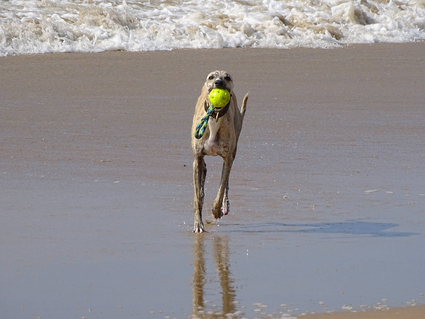 Oriflamme participe au concours pour gagner de l'argent avec cette photo : beach, body_of_water, canidae, carnivore, coast, coastal_and_oceanic_landforms, dog, dog_breed, fluid, liquid, mudflat, sand, shore, sporting_group, tide, water, wave, wetland, wind_wave, working_animal