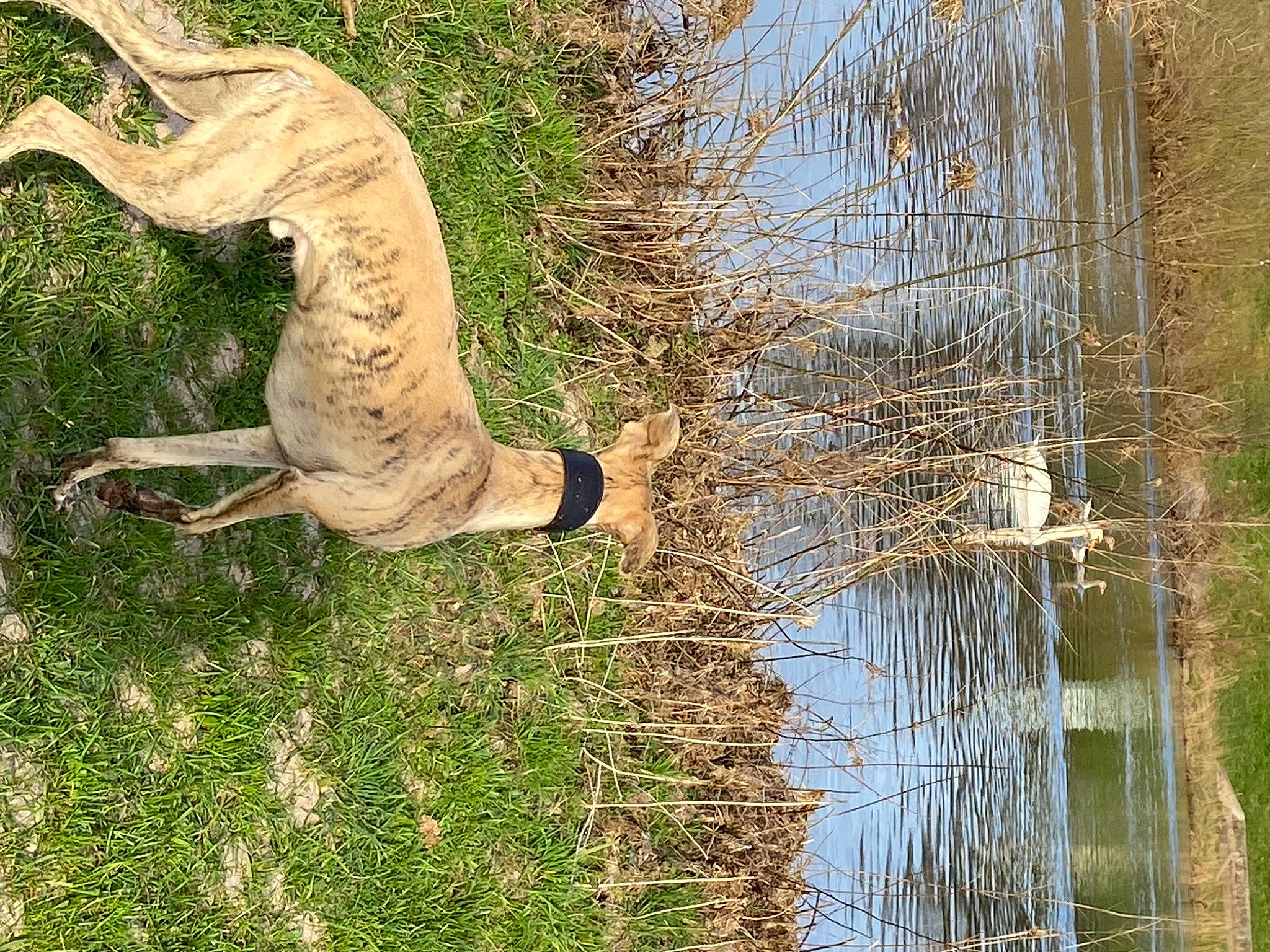 Oriflamme a rejoint le concours — aidez-le/la à gagner de superbes lots ! canidae, carnivore, chain_link_fencing, collar, dog_breed, grass_family, horn, marsh, mesh, net, snout, sporting_group, tail, terrestrial_animal, wetland, wire_fencing, working_dog