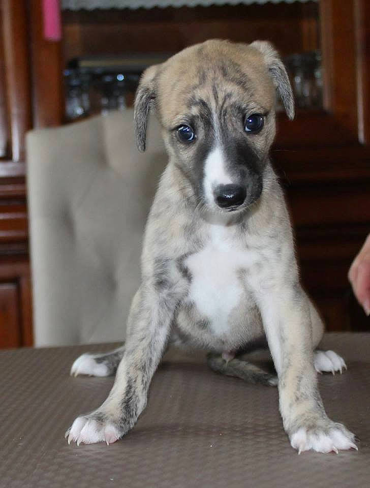 Oriflamme a rejoint le concours — aidez-le/la à gagner de superbes lots ! cabinetry, canidae, carnivore, companion_dog, dog, dog_breed, dog_supply, fawn, floor, flooring, foot, fur, grey, hardwood, snout, varnish, whiskers, wood, wood_stain, working_animal