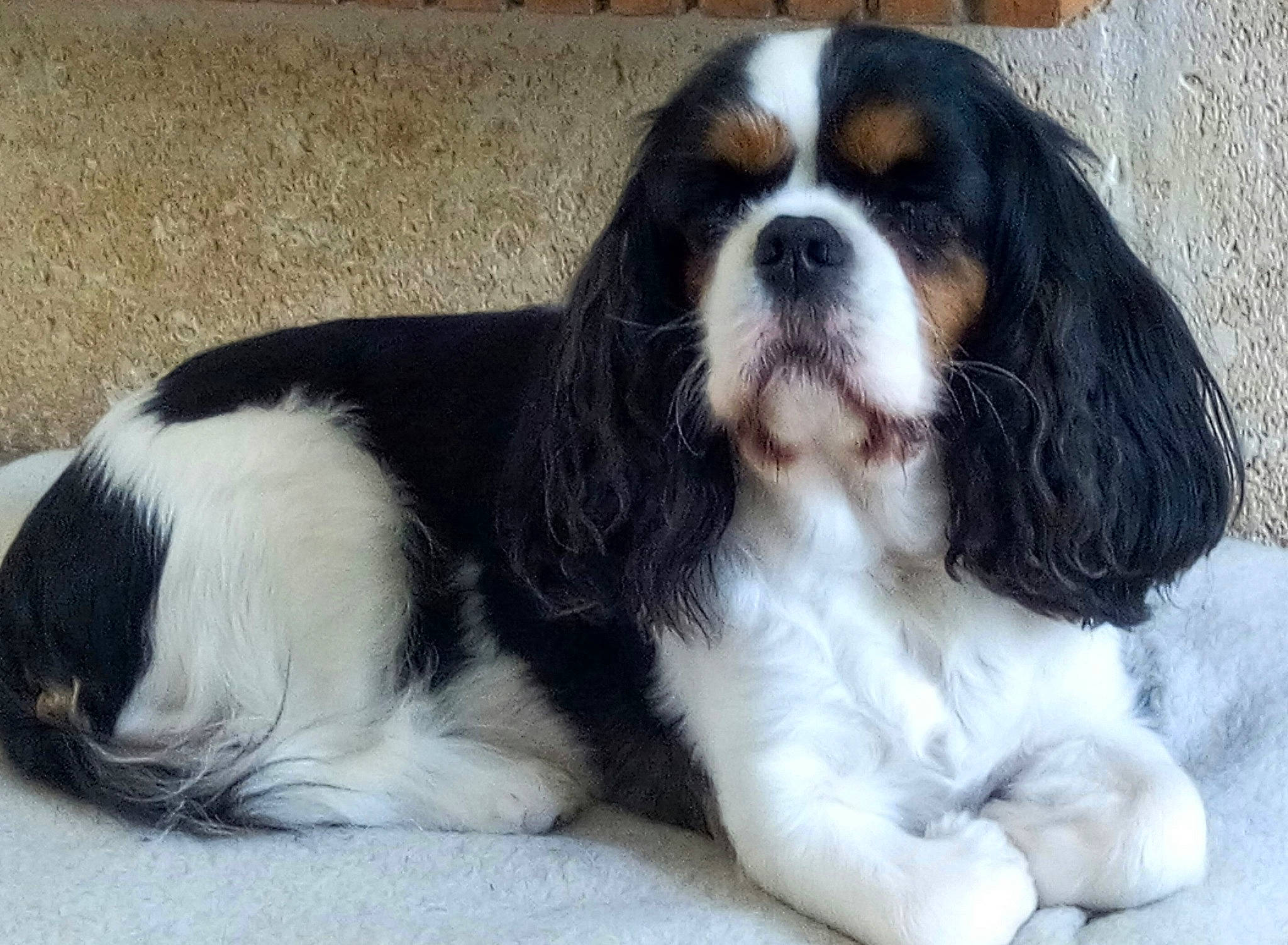 Habby a rejoint le concours — aidez-le/la à gagner de superbes lots ! canidae, carnivore, cavalier, cavalier_king_charles_spaniel, cocker_spaniel, companion_dog, dog, dog_breed, fawn, king_charles_spaniel, mammal, puppy, puppy_love, rare_breed_dog, russian_spaniel, snout, spaniel, sporting_group, toy_dog, vertebrate