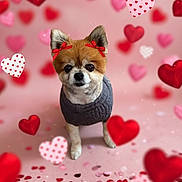 Luna joined the competition — help win amazing prizes! dog, small_dog, red_bows, gray_sweater, heart_shapes, pink_background, confetti, valentines_day, cute, pet, animal, portrait, indoor, decorations, festive, adorable, falling_hearts, celebration, love, studio_photo