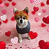 dog, small_dog, red_bows, gray_sweater, heart_shapes, pink_background, confetti, valentines_day, cute, pet, animal, portrait, indoor, decorations, festive, adorable, falling_hearts, celebration, love, studio_photo
