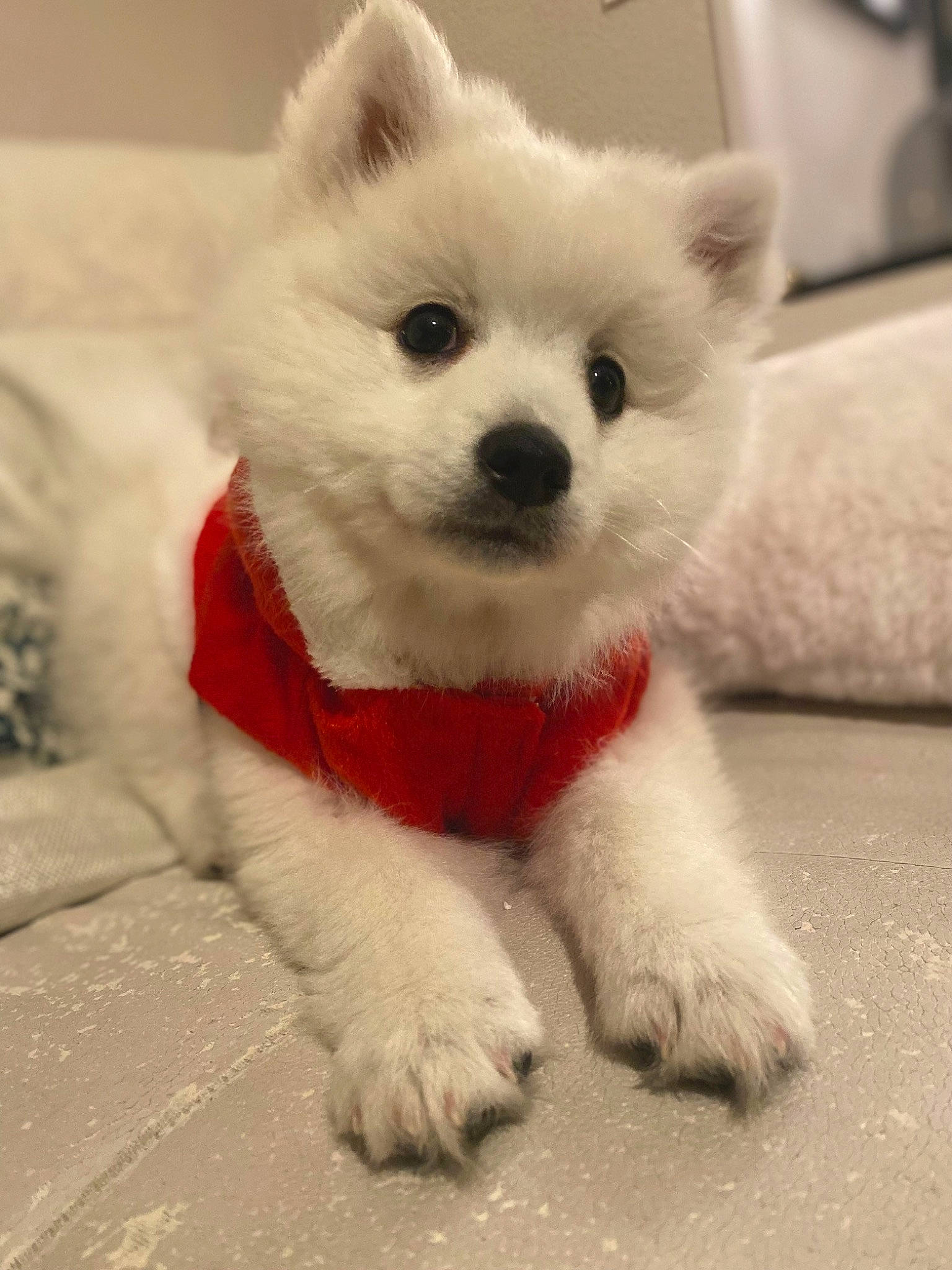 Umi participe au concours pour gagner de l'argent avec cette photo : ancient_dog_breeds, canidae, carnivore, companion_dog, dog, dog_breed, dog_supply, fur, maltepoo, non_sporting_group, puppy, small_terrier, snout, sporting_group, tail, terrestrial_animal, toy_dog, volpino_italiano, whiskers, working_animal