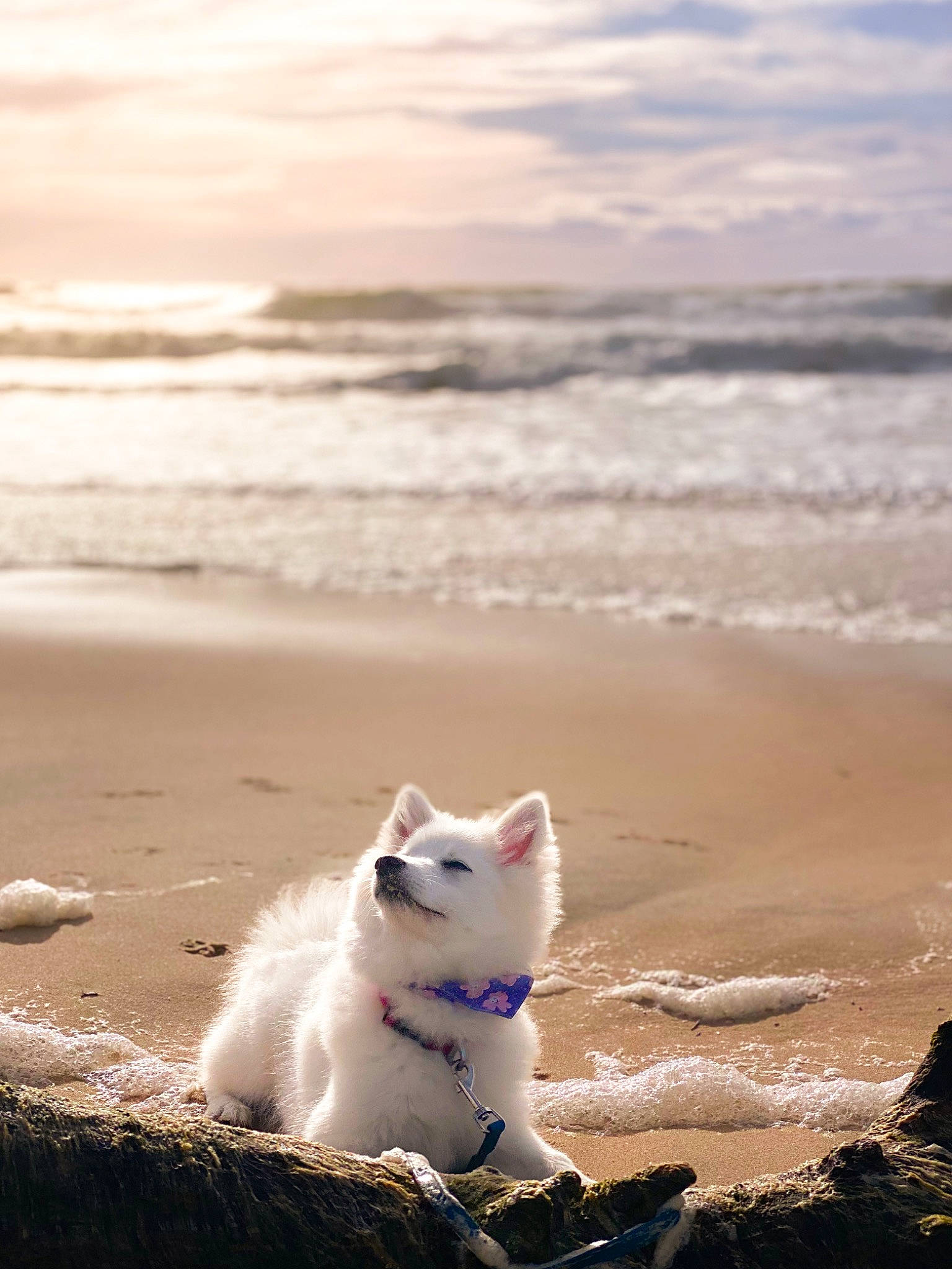 Umi participe au concours pour gagner de l'argent avec cette photo : beach, carnivore, cat, cloud, coast, dog_breed, felidae, horizon, lake, liquid, ocean, sand, seabird, sky, small_to_medium_sized_cats, tail, water, whiskers, wind_wave, wood