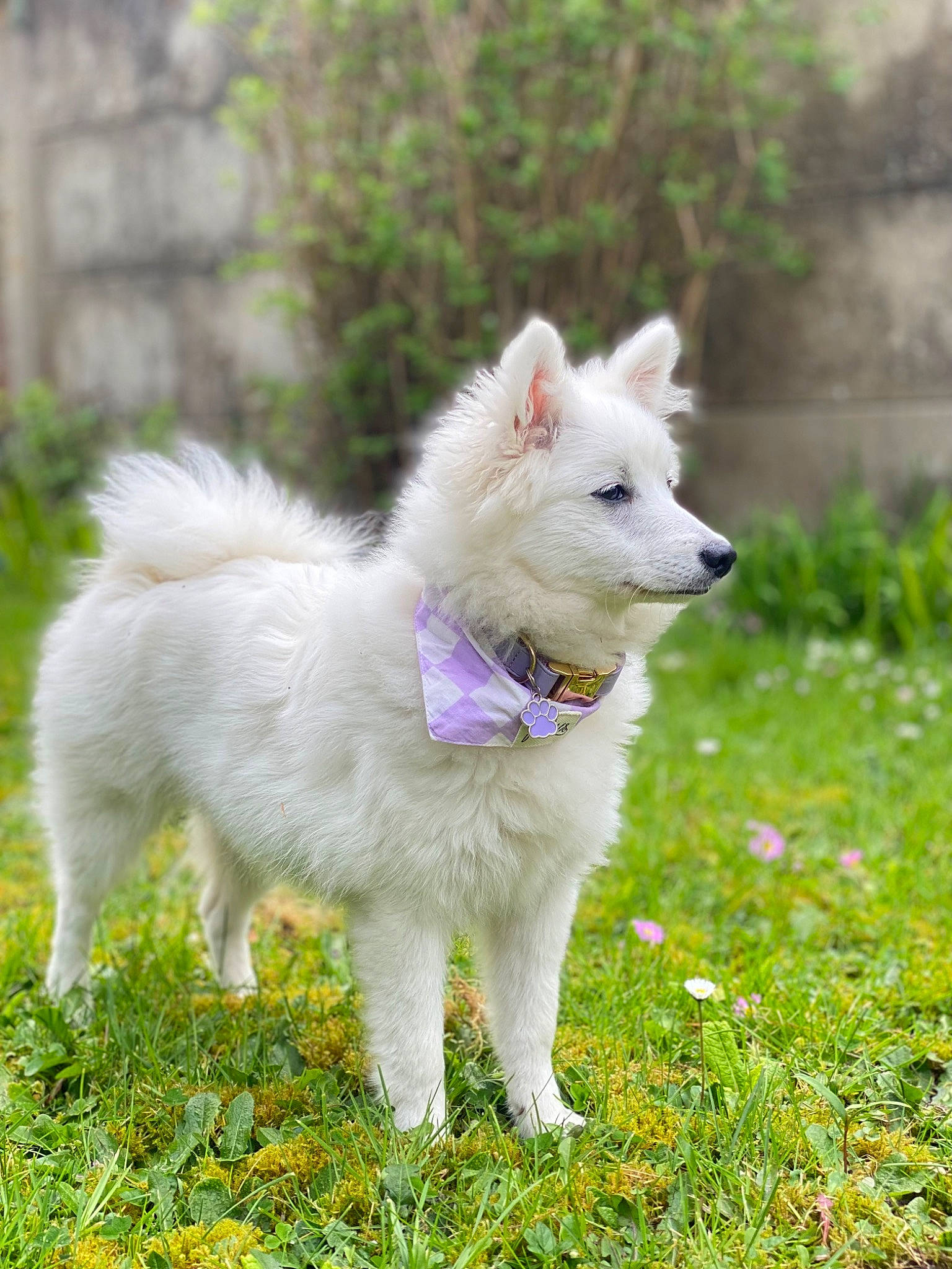 Umi participe au concours pour gagner de l'argent avec cette photo : ancient_dog_breeds, canidae, carnivore, collar, companion_dog, dog, dog_breed, fawn, fur, grass, grassland, indian_spitz, non_sporting_group, plant, sporting_group, tail, terrestrial_animal, whiskers, working_dog