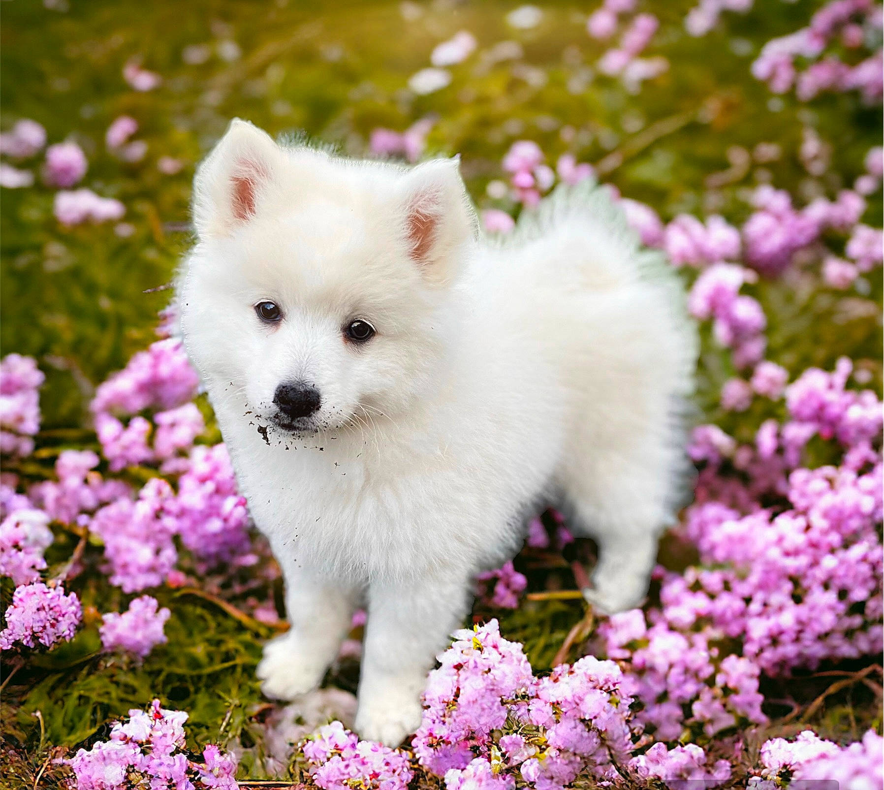 Umi a rejoint le concours — aidez-le/la à gagner de superbes lots ! american_eskimo_dog, annual_plant, carnivore, companion_dog, dog, dog_breed, flower, flowering_plant, fur, german_spitz_klein, groundcover, indian_spitz, japanese_spitz, magenta, nature, petal, plant, samoyed, volpino_italiano, white