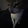 animal, blurred, cat, close_up, crossed_paws, cute, dark, domestic_cat, feline, fur, indoor, low_light, muzzle, mysterious, pet, portrait, shadow, sitting, tongue, whiskers